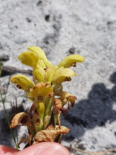 Image of Disa sabulosa by (c) Corli du Toit Smith, some rights reserved (CC BY)