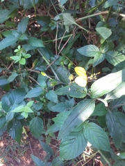 Aneilema aequinoctiale