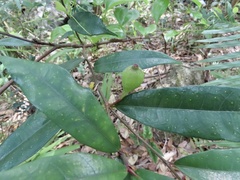 Ficus pyriformis