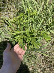 Senna pendula glabrata