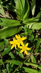 Hypoxis angustifolia