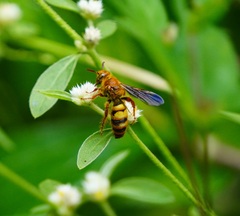 Phalerimeris madurensis