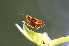 Taractrocerini