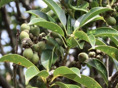 Lithocarpus glaber