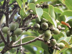 Lithocarpus glaber