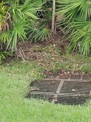 Sylvilagus palustris