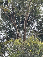Manorina