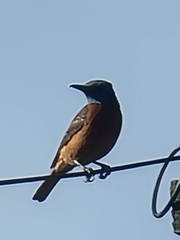 Monticola rupestris