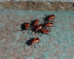 Oncopeltus famelicus