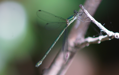 Chalcolestes parvidens