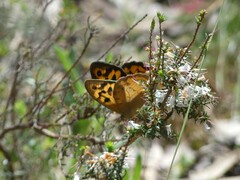 Heteronympha merope