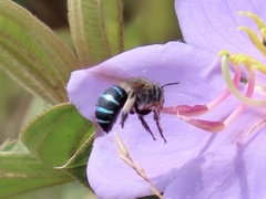 Zonamegilla