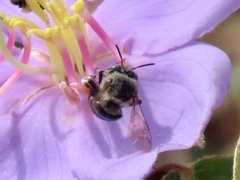 Zonamegilla