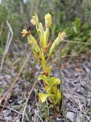 Bonatea speciosa