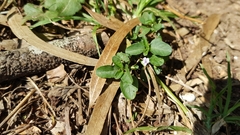 Ruellieae