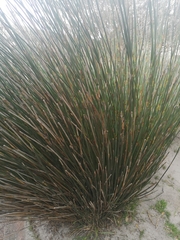 Thamnochortus spicigerus