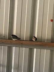 Hirundo neoxena