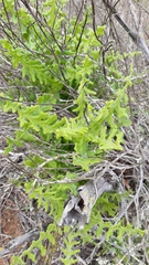 Polyachyrus