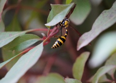 Phimenes flavopictus