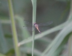 Brachydiplax sobrina