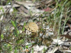 Heteronympha merope