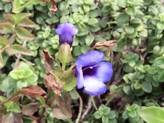 Torenia concolor