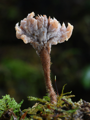 Clavulina castaneipes