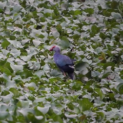 Porphyrio poliocephalus
