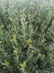 Senecio halimifolius