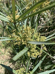 Cyperus textilis
