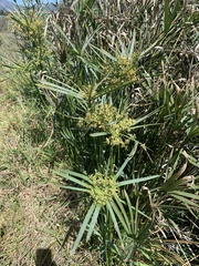Cyperus textilis