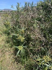 Cyperus textilis