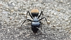 Camponotus aeneopilosus