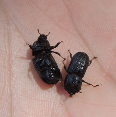 Sinodendron cylindricum