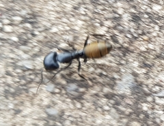 Camponotus aeneopilosus