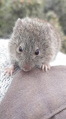 Abrothrix olivacea