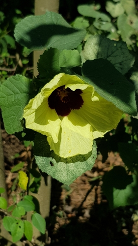 Image of Lemonyellow Rosemallow (Hibiscus calyphyllus) by (c) Margaret Burger, some rights reserved (CC BY-SA)