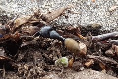 Camponotus aeneopilosus