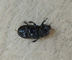 Sinodendron cylindricum