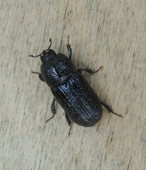 Sinodendron cylindricum