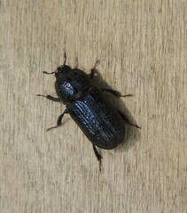 Sinodendron cylindricum