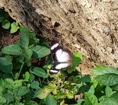 Hypolimnas anthedon wahlbergi