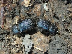 Sinodendron cylindricum