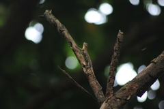 Draco volans