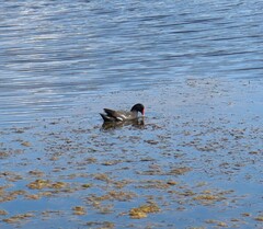 Gallinula chloropus meridionalis