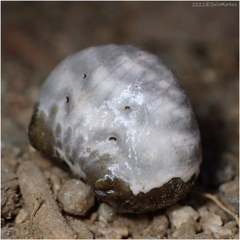Mastophora cornigera