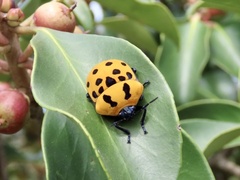 Poecilocoris druraei