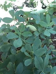 Baptisia australis