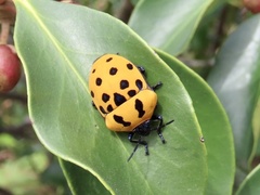 Poecilocoris druraei