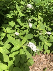 Lysimachia clethroides